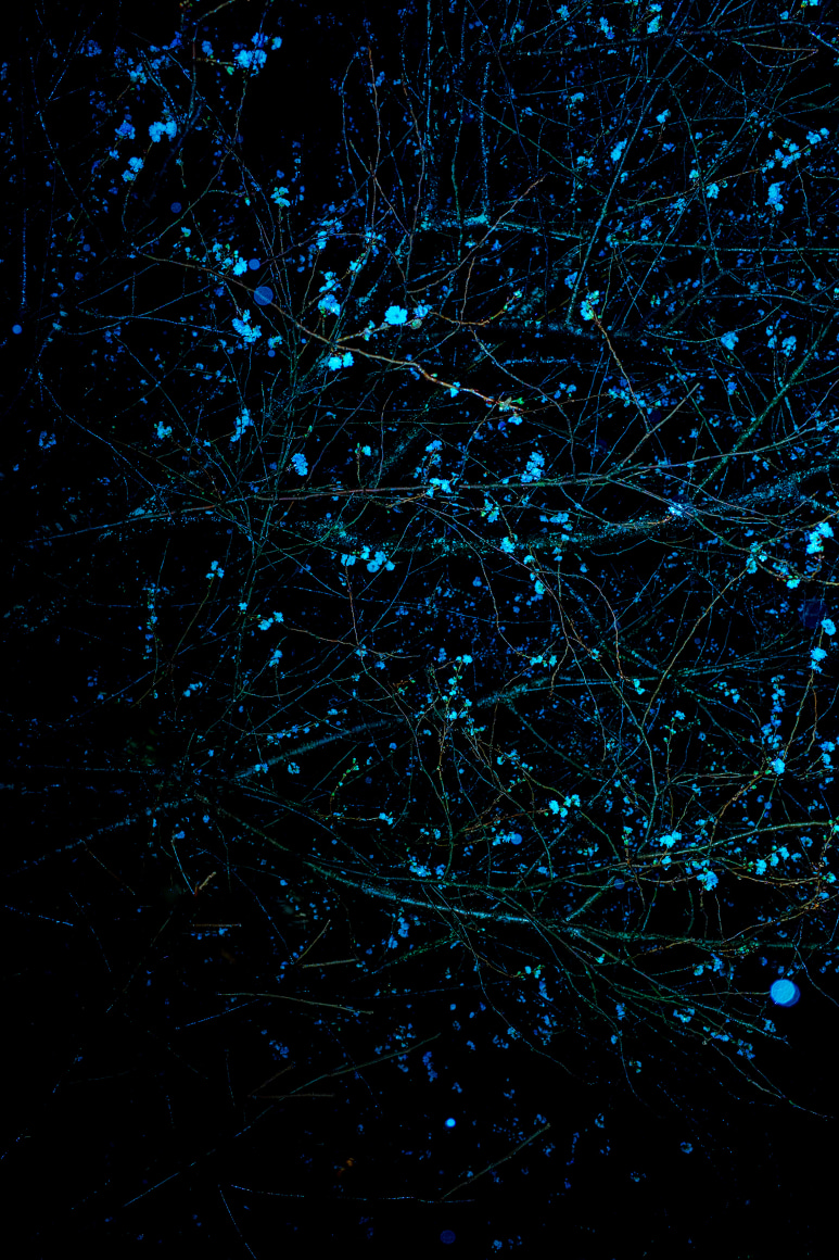 Kawa #2, 2019, 23.6&nbsp;x 15.7 inches (Edition of 7 &amp;amp; 2AP)