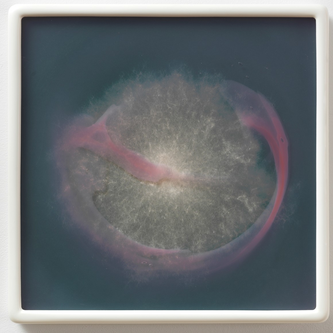 Arthrinium sacchari R32 MA #9, 2016