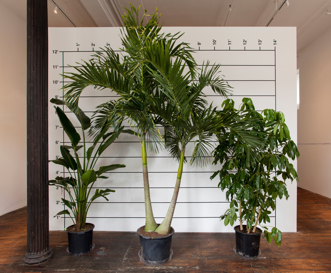 Measurement: Plants , 1969