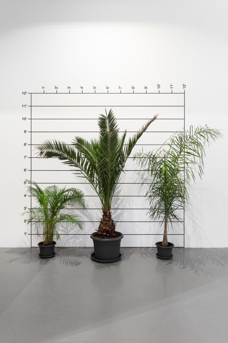 Dimensions Variable , MAAT Lisbon, Portugal.