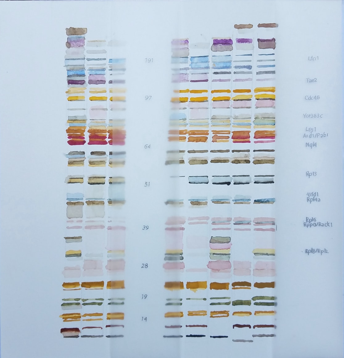 Michal Gavish, Fine Sorting (DNA)