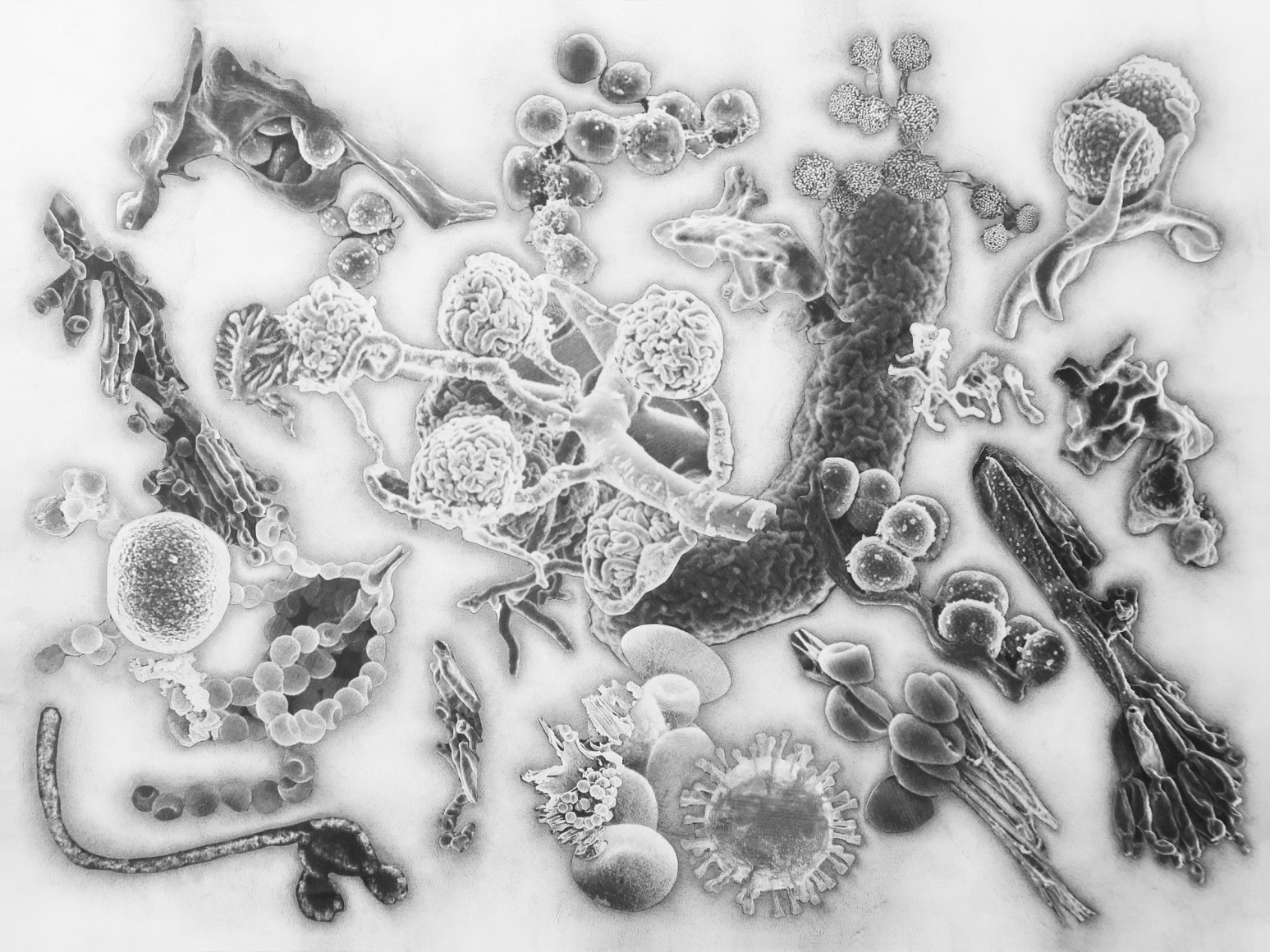 Julie Harrison, Bodies 4260 (series)