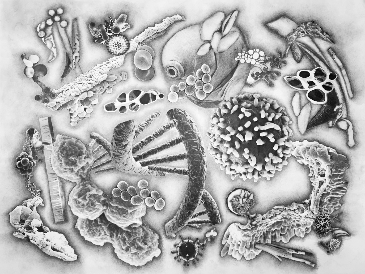 Julie Harrison, Bodies 6440 (series)