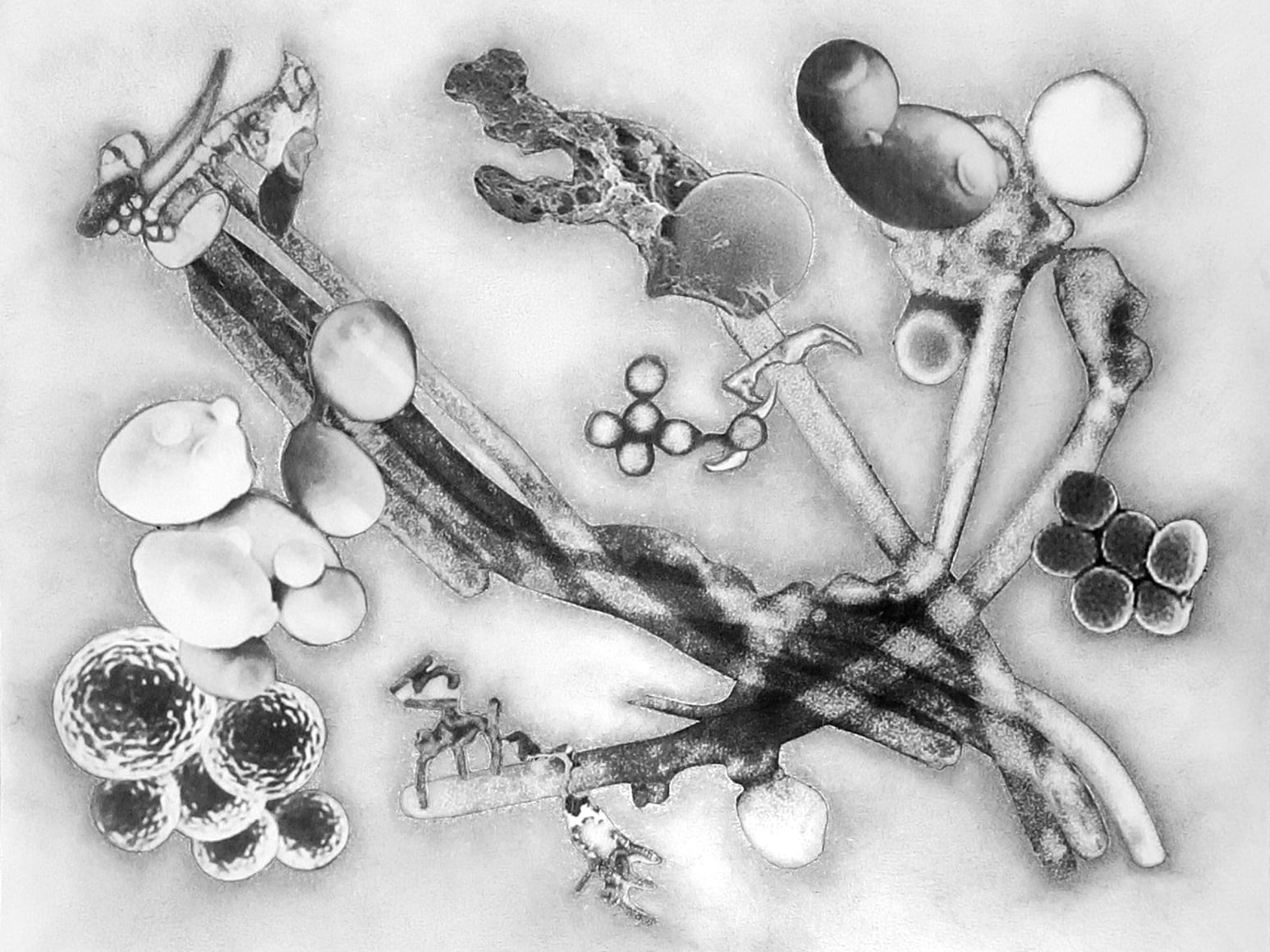 julie Harrison, Bodies 4257 (series)