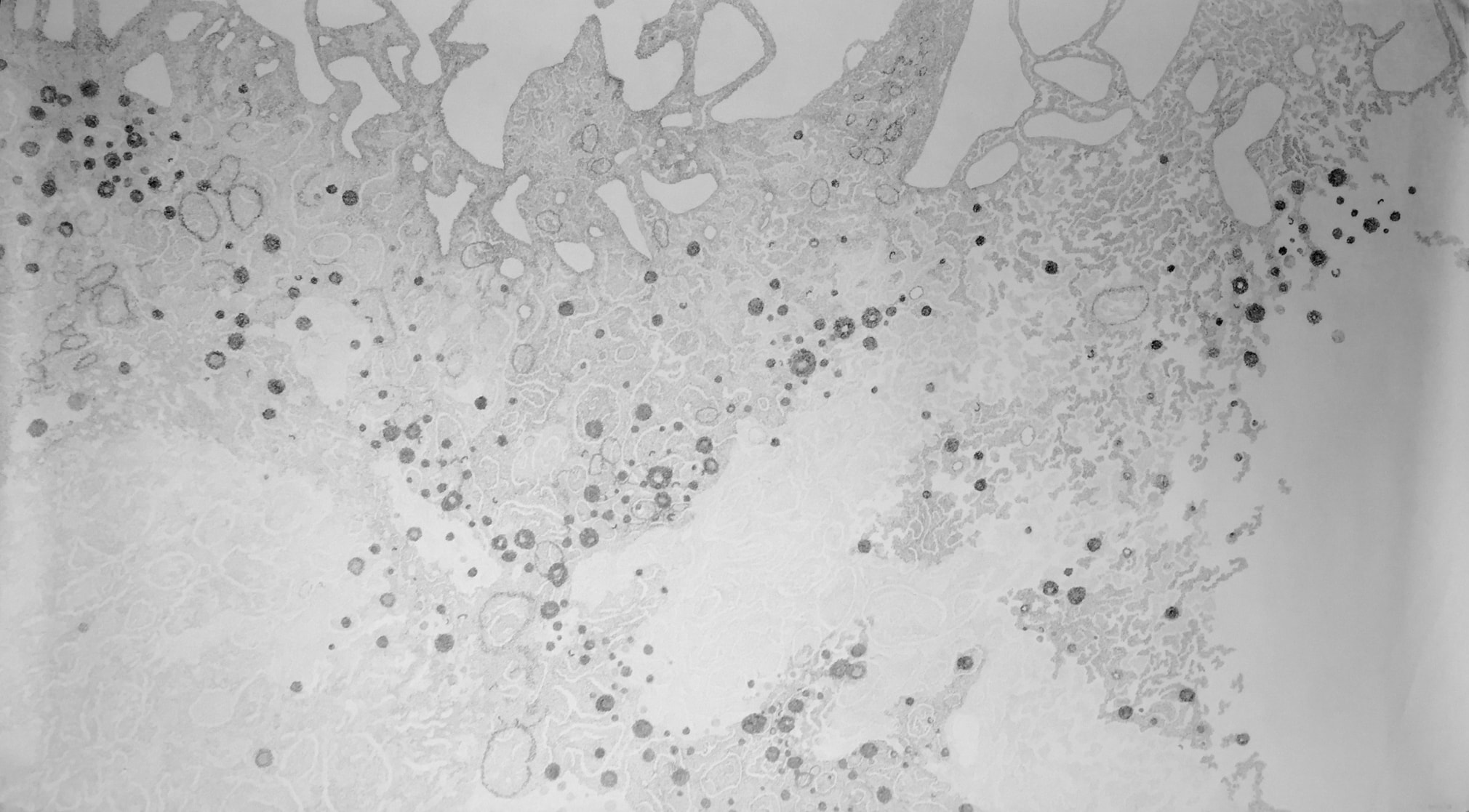 Jody Rasch, Iridovirus