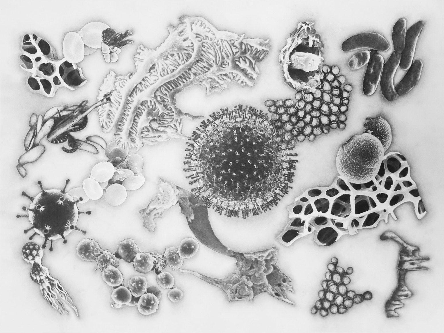 Julie Harrison, Bodies 4256 (series)