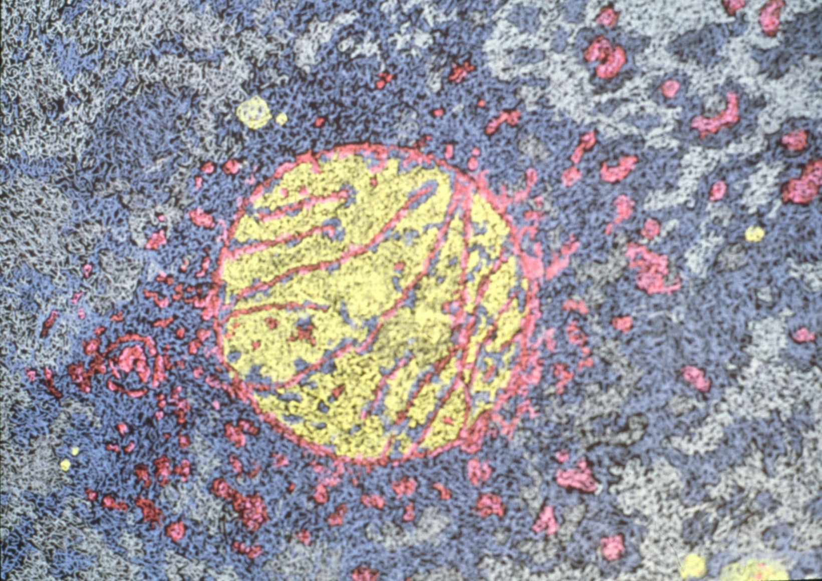 Jody Rasch, Energy 2 - Mitochondria 2