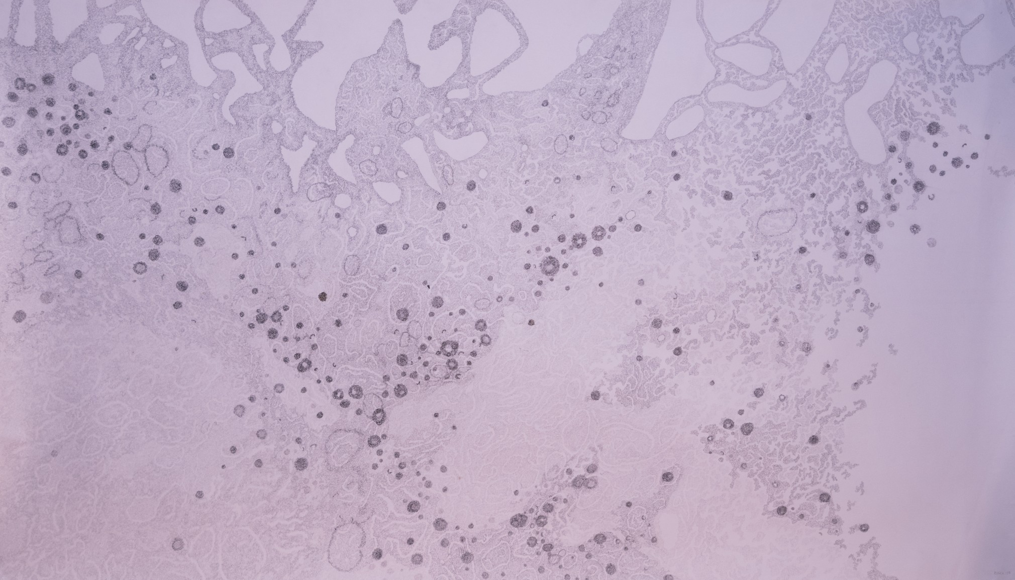 Jody Rasch, Iridovirus