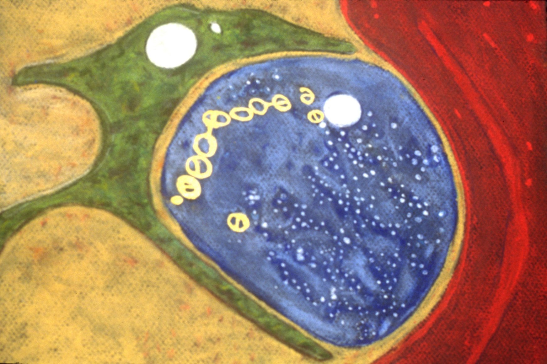 Jody Rasch, Synapse - Neuromuscular