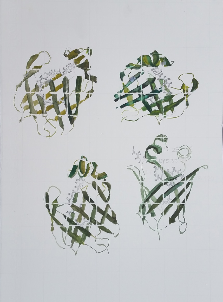 Michal Gavish, Dancing Proteins