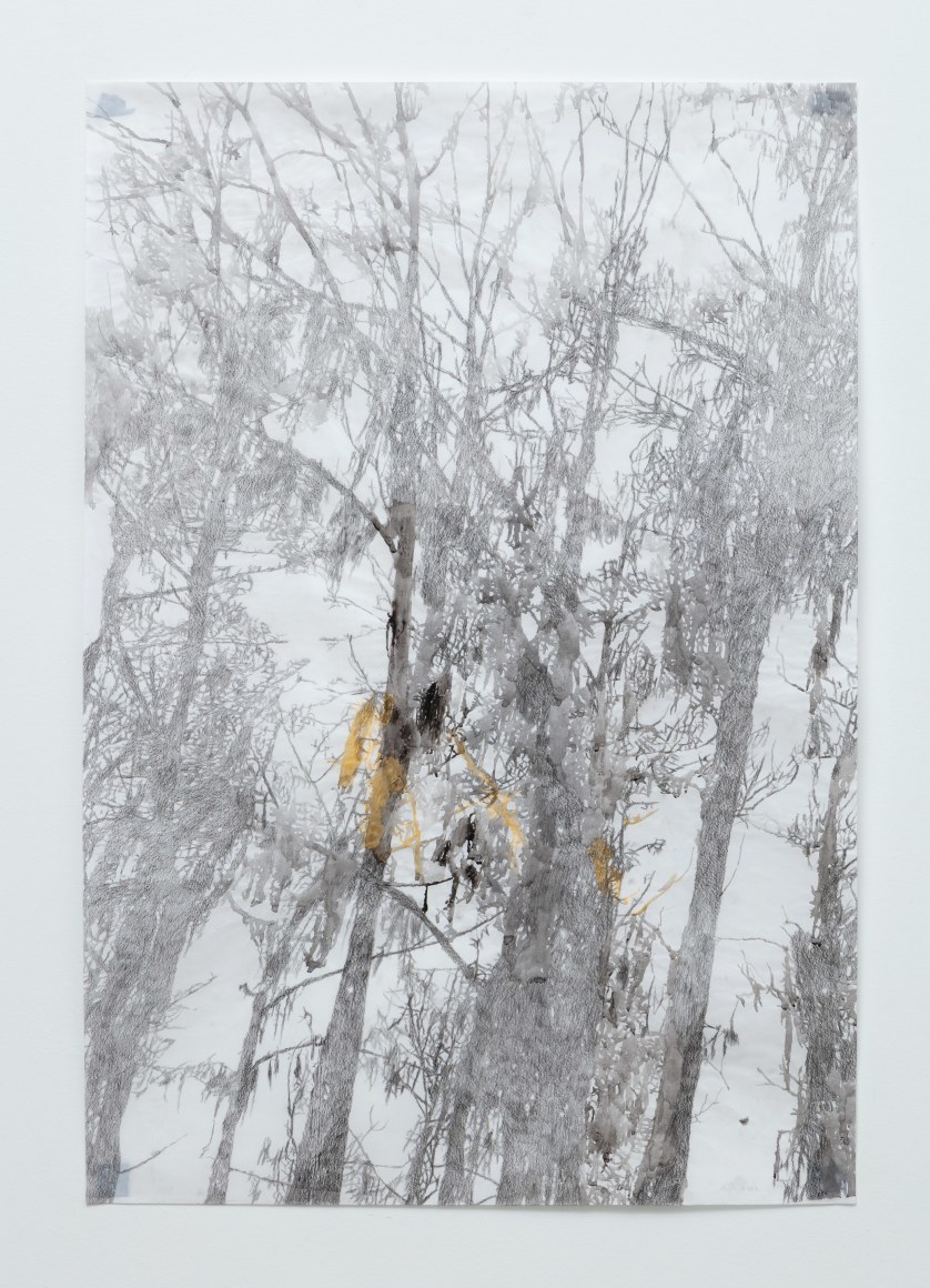 Anne Allen, Big Cypress IA, 2013