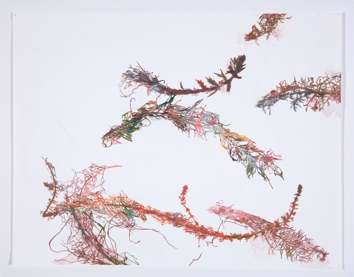 Anne Allen, Myriophyllum XI, 2024