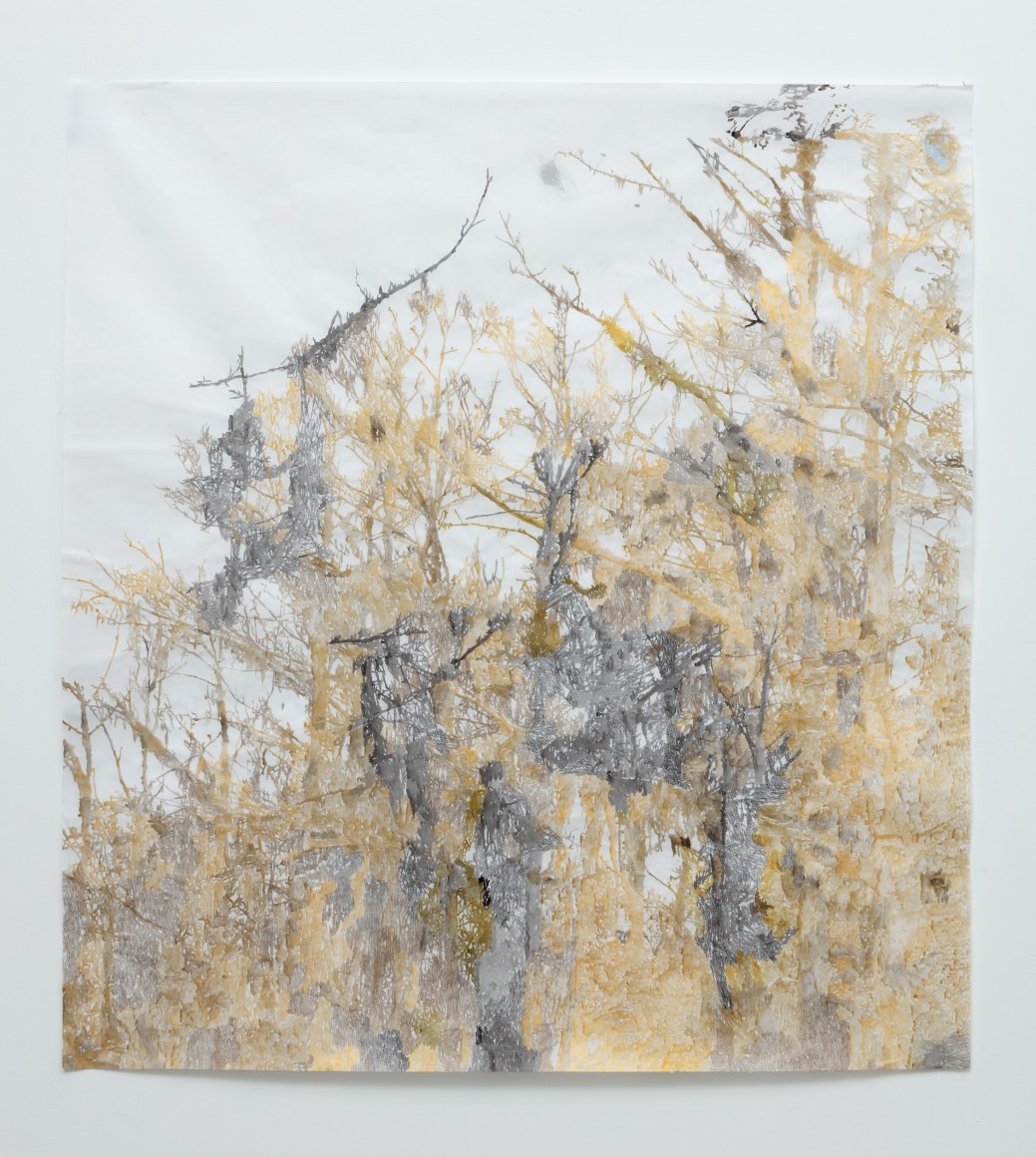 Anne Allen, Golden Cypress, 2013