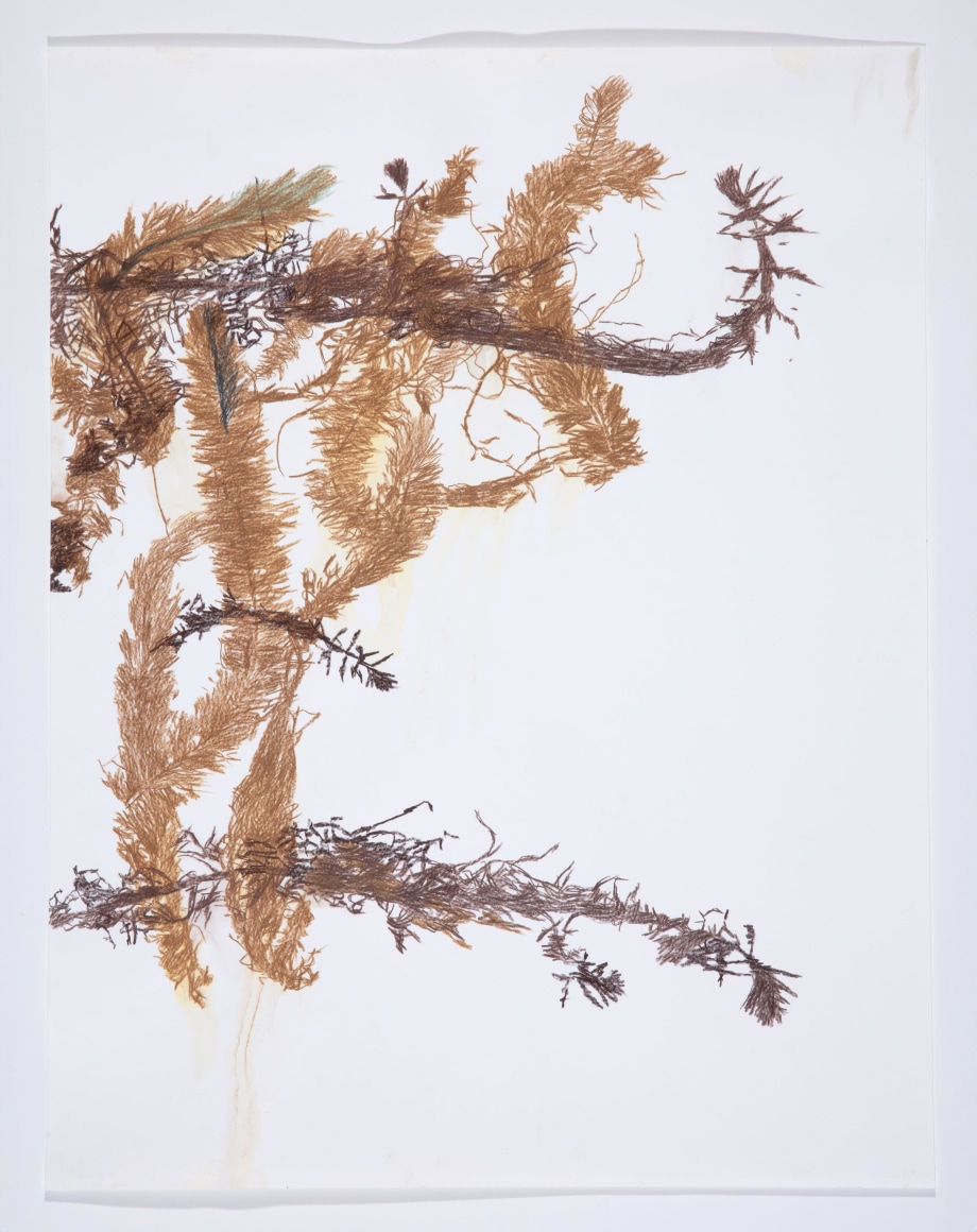 Anne Allen, Myriophyllum X, 2024