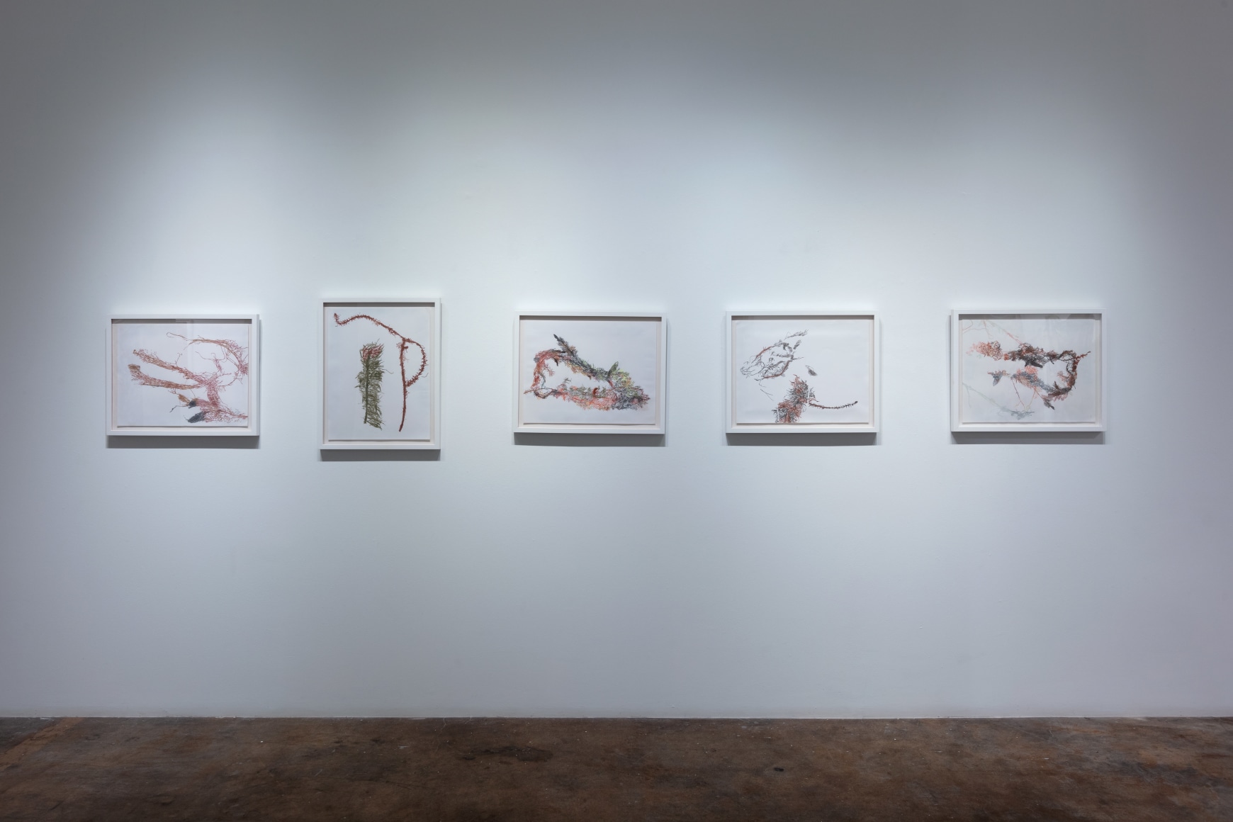 Anne Allen | Animal, Vegetable, Mineral, June 22 - August 17, 2024