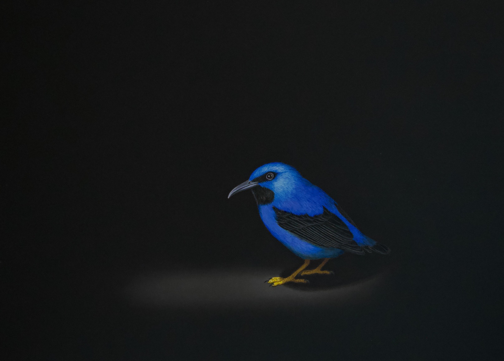 Isabelle du Toit, Purple Honeycreeper, 2018