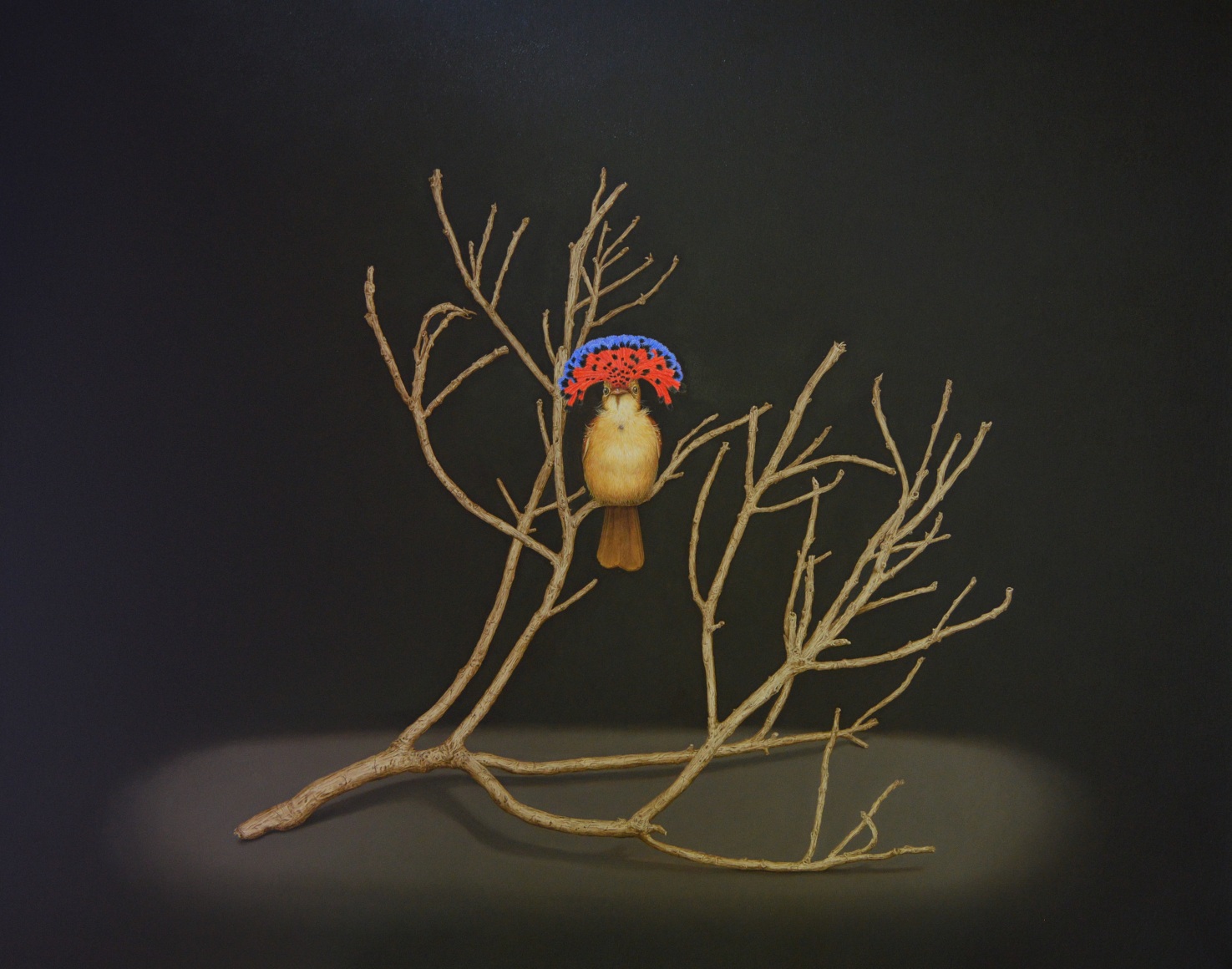 Isabelle du Toit, Royal Flycatcher, 2023