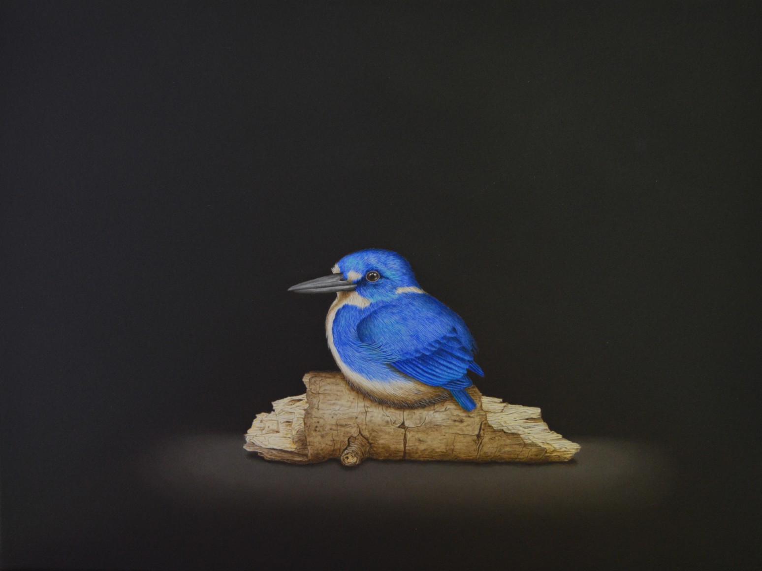 Isabelle du Toit, Little Kingfisher, 2023