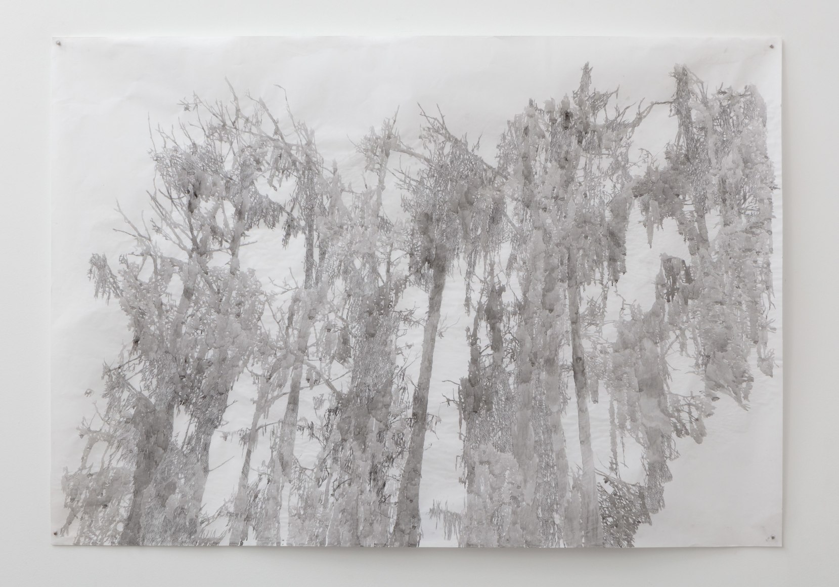 Anne Allen, Big Cypress I, Caddo, 2013