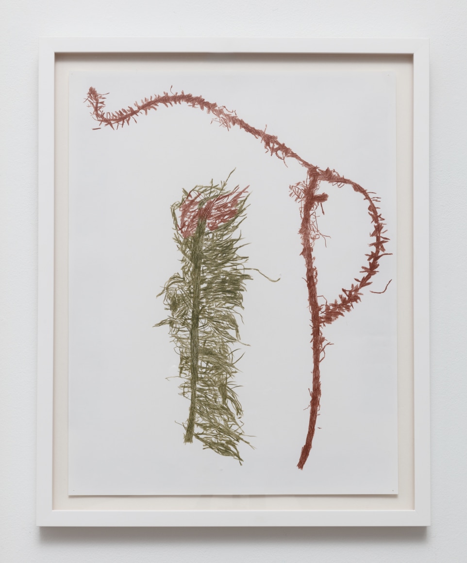 Anne Allen, Myriophyllum II, 2024