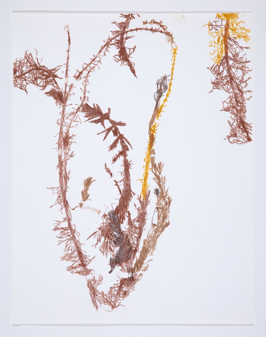 Anne Allen, Myriophyllum VI, 2024