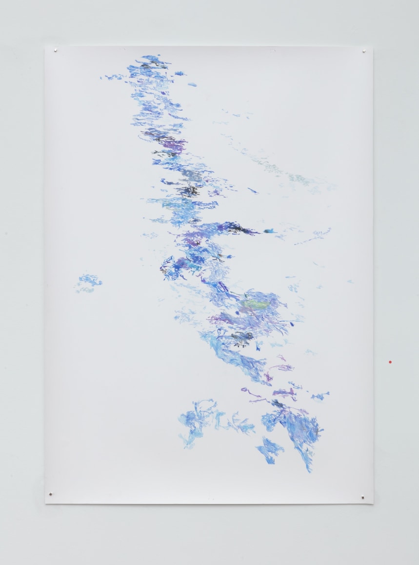 Anne Allen La Digue #3, Black Paradise Flycatcher, 2018