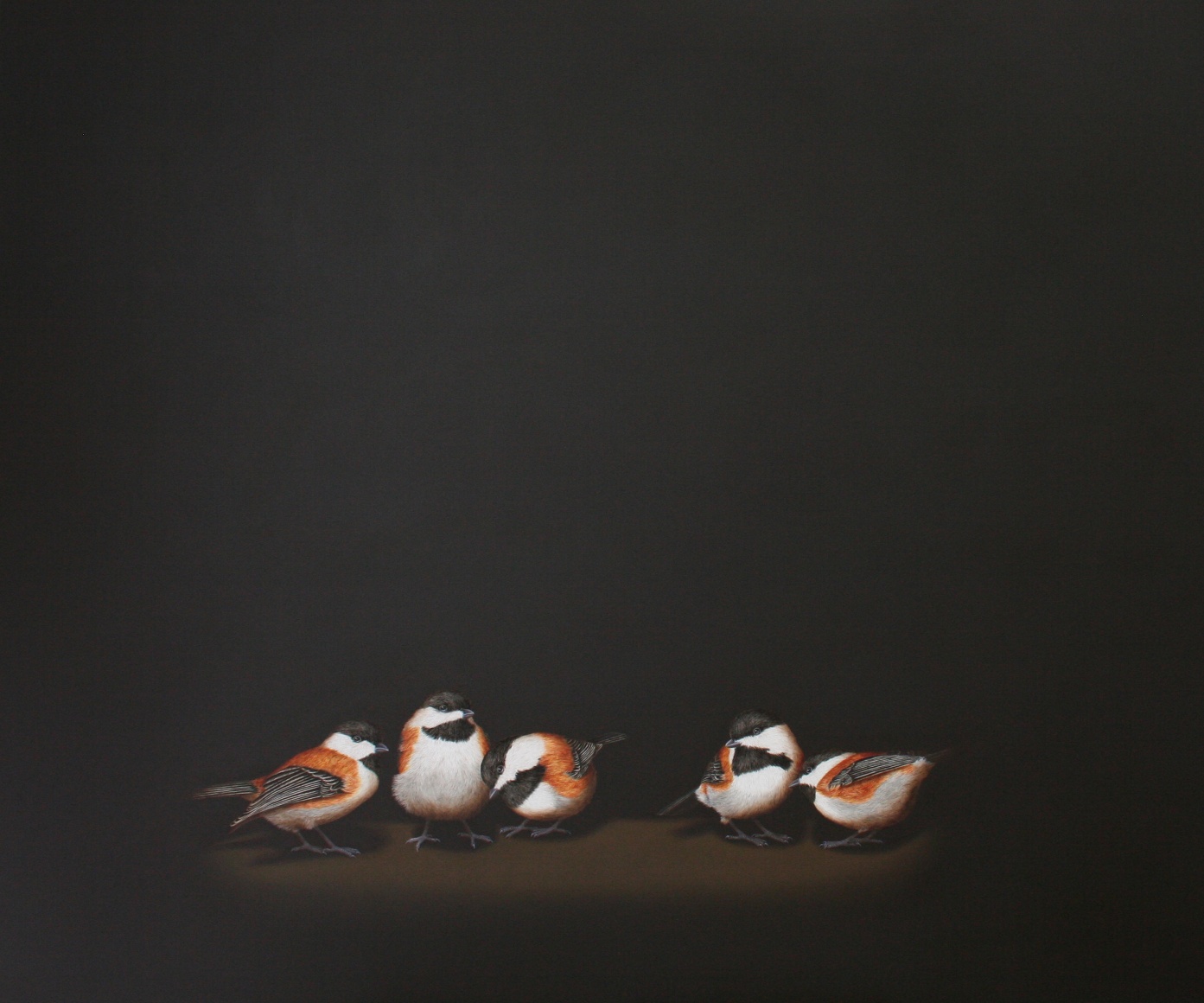 Isabelle du Toit, Banditry of Chestnut-Sided Chickadees, 2012