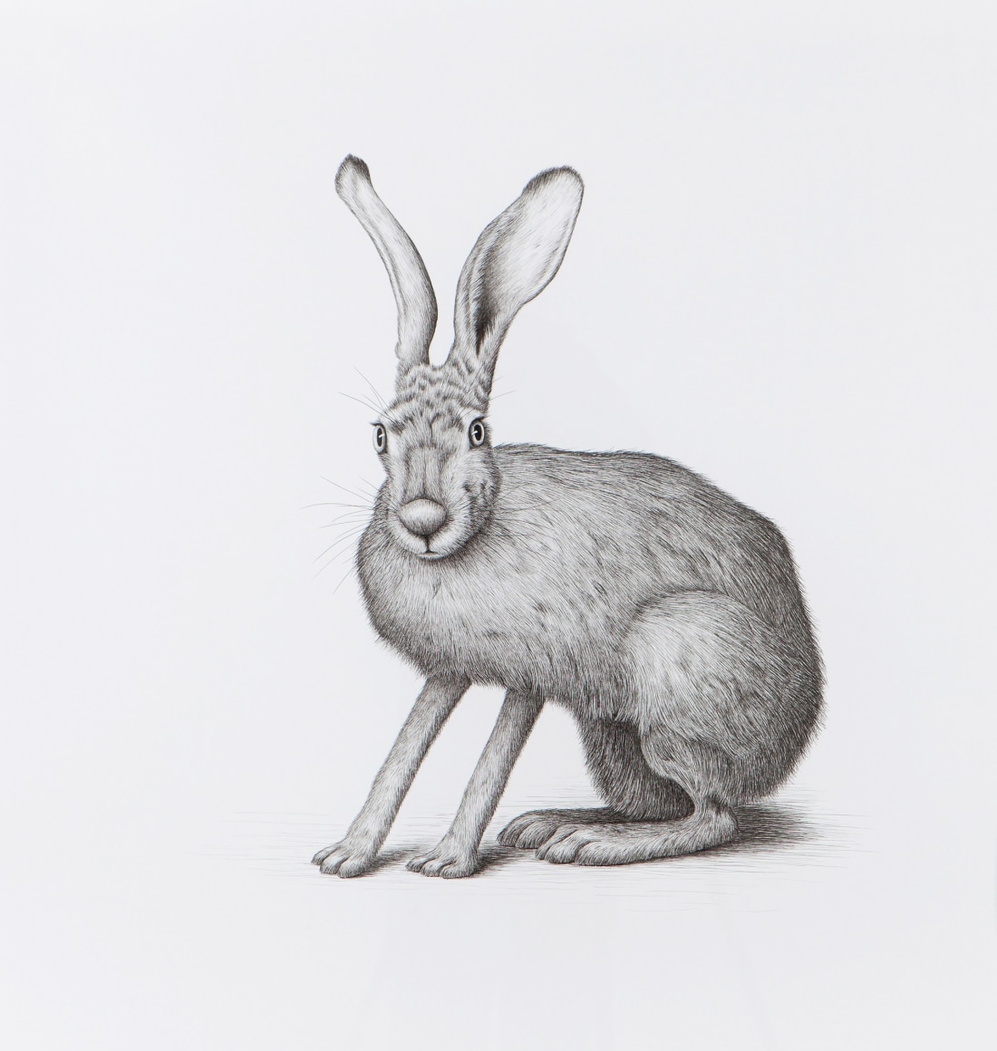 Isabelle du Toit, Jackrabbit, 2014