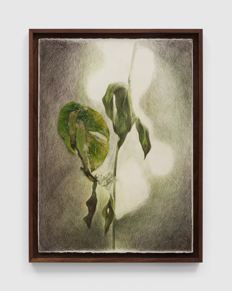 Brandon Ndife A Monstera, 2022