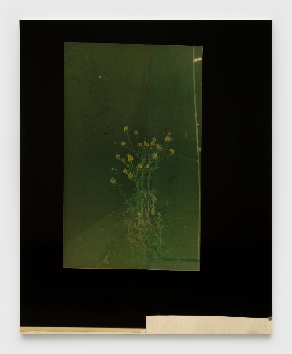 Nat Faulkner, Untitled (Mustard Flower), 2025