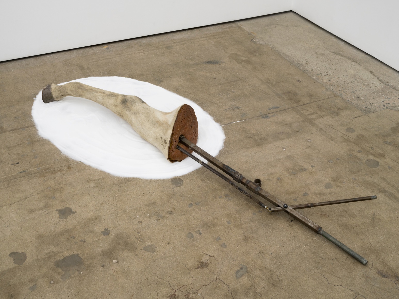 Sula Bermúdez-Silverman, Criollo, 2023