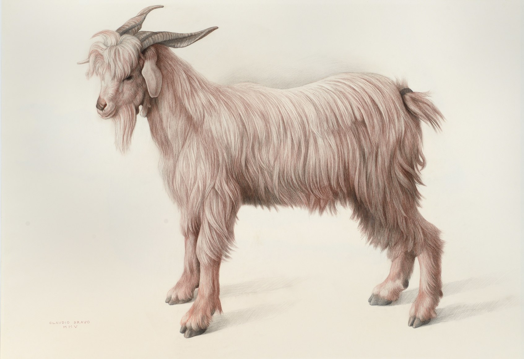 Claudio Bravo, Cabrita (Chivo), 2005, sanguine on paper, 28 5/8 x 42 1/2 inches