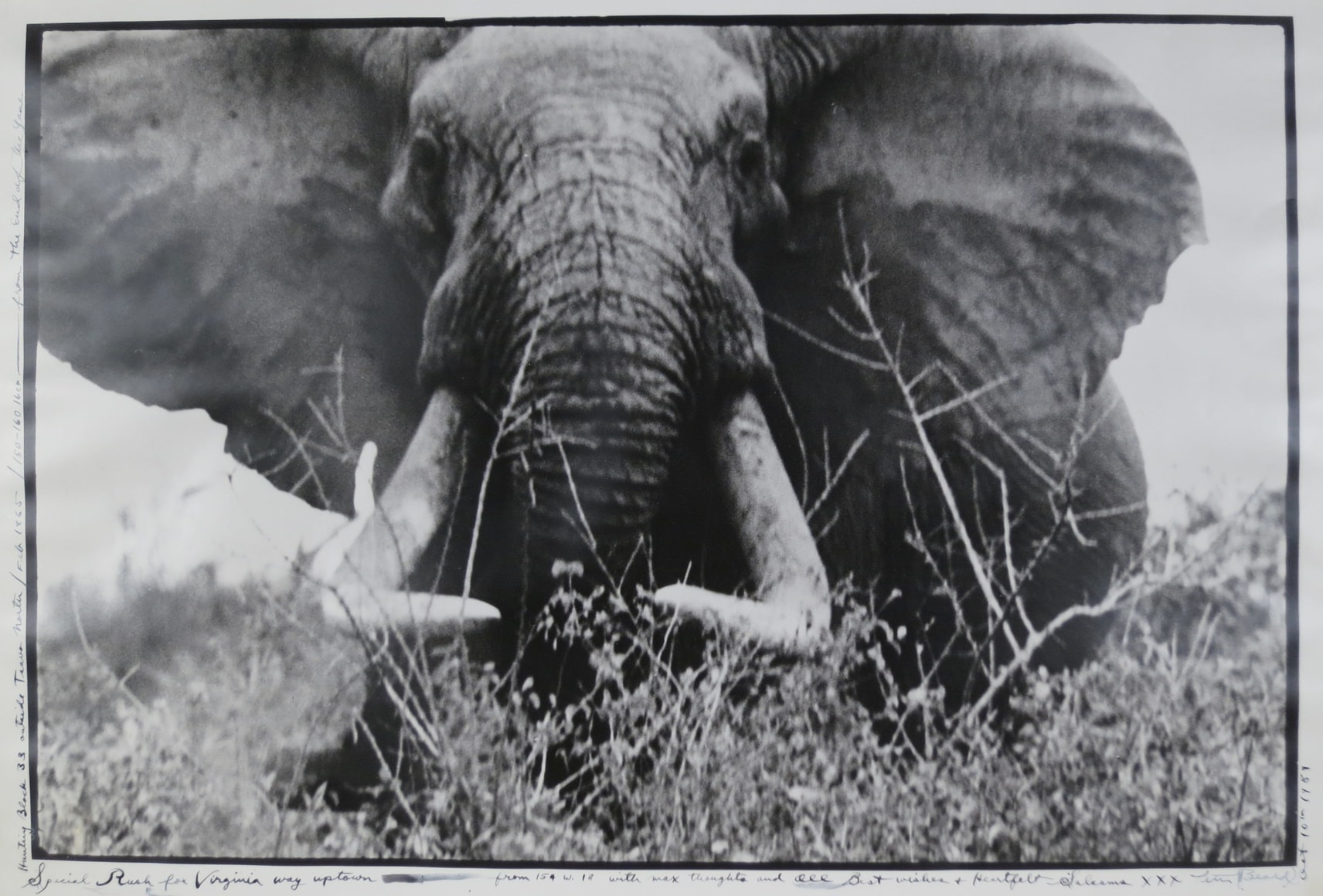 Peter Beard (born 1938)