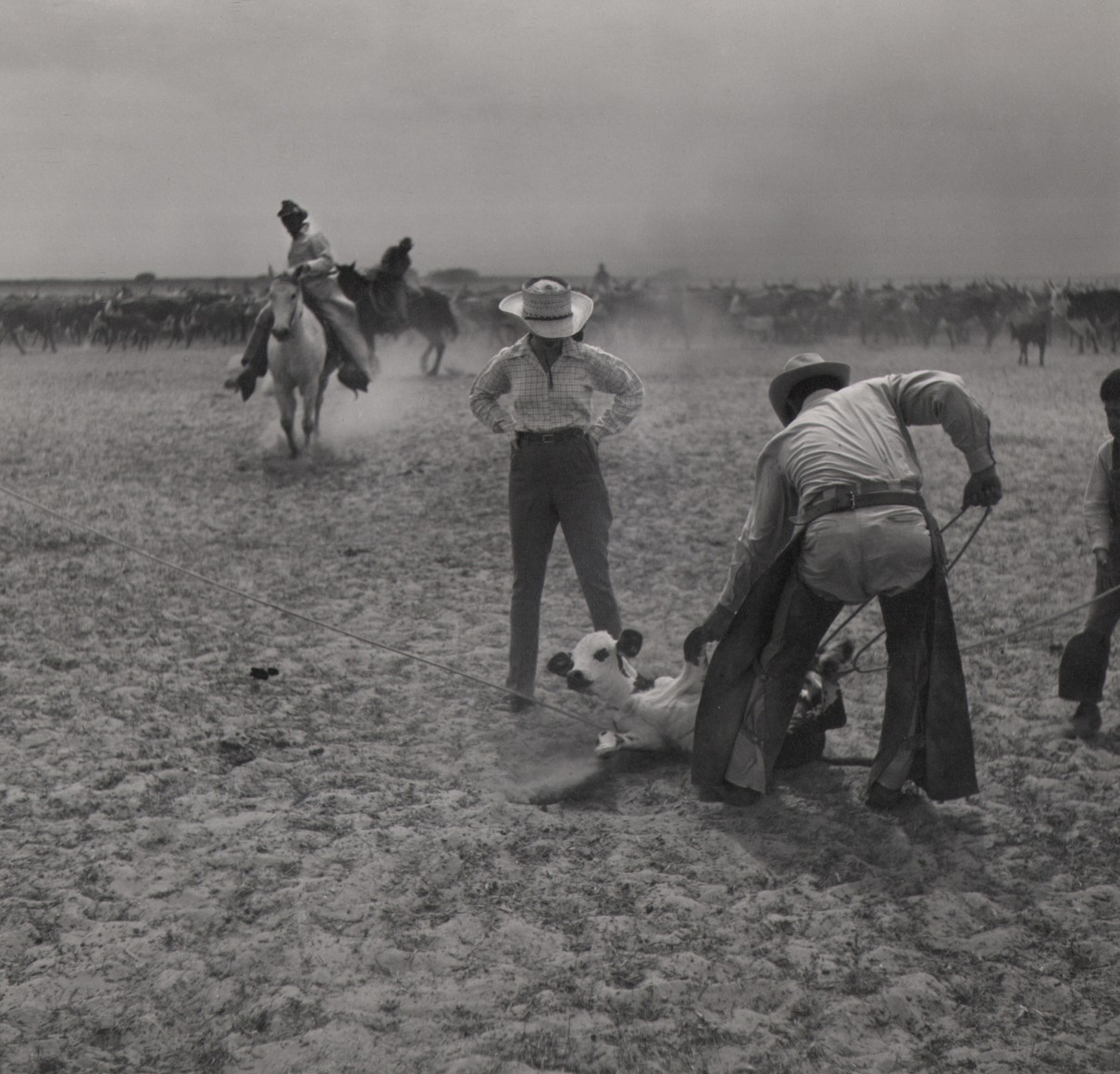 48. Toni Frissell, The King Ranch, 1939&ndash;1944. A cow calf being lassoed by two ranchers in the foreground right. Two figures ride horses in the background left.