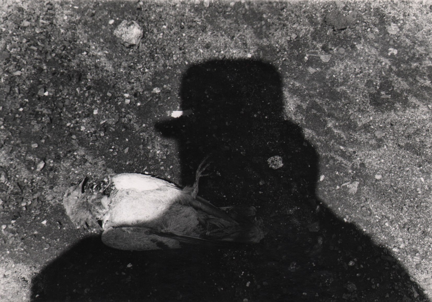 34. Beuford Smith, Pigeon &amp; Self Portrait, ​1972. Shadow of the photographer against the ground with a dead pigeon.