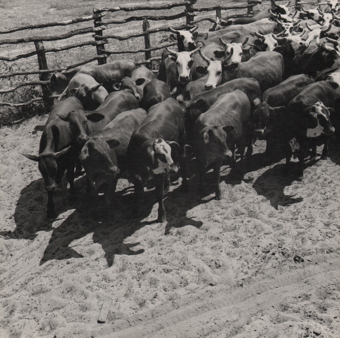 46. Toni Frissell, The King Ranch, 1939&ndash;1944. A herd of cattle in front of a wooden fence photographed from above.