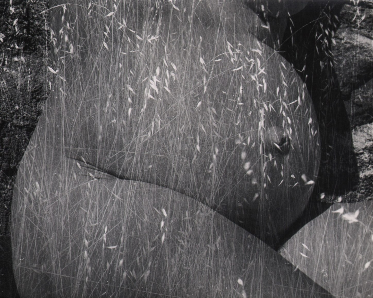 Ruth Bernhard, Harvest, ​1953. A woman's pregnant belly superimposed with wheat-like grasses.
