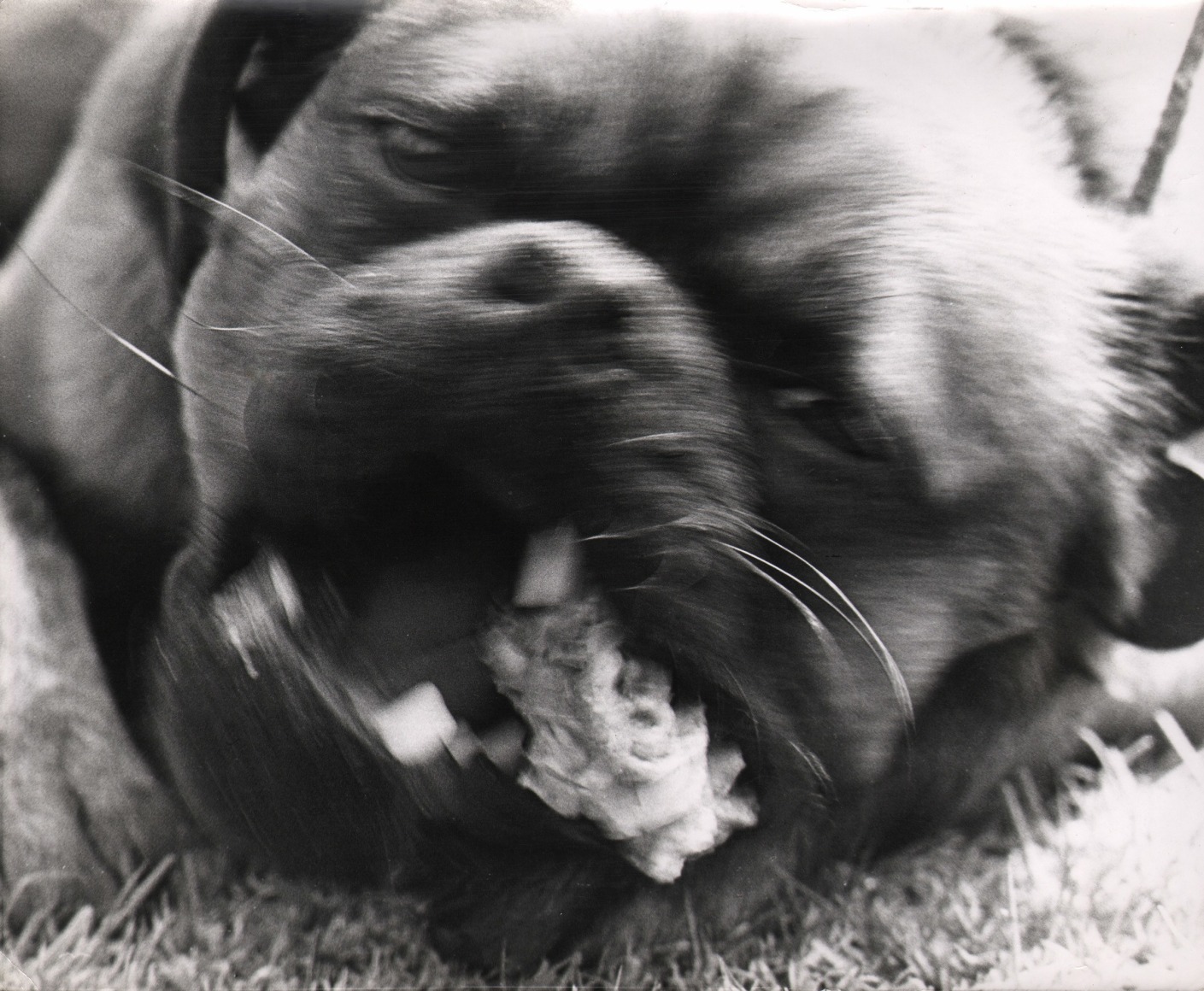47. David T. Grewcock, Untitled, c. 1963. Close up of a dog, blurred with motion, chewing on something.