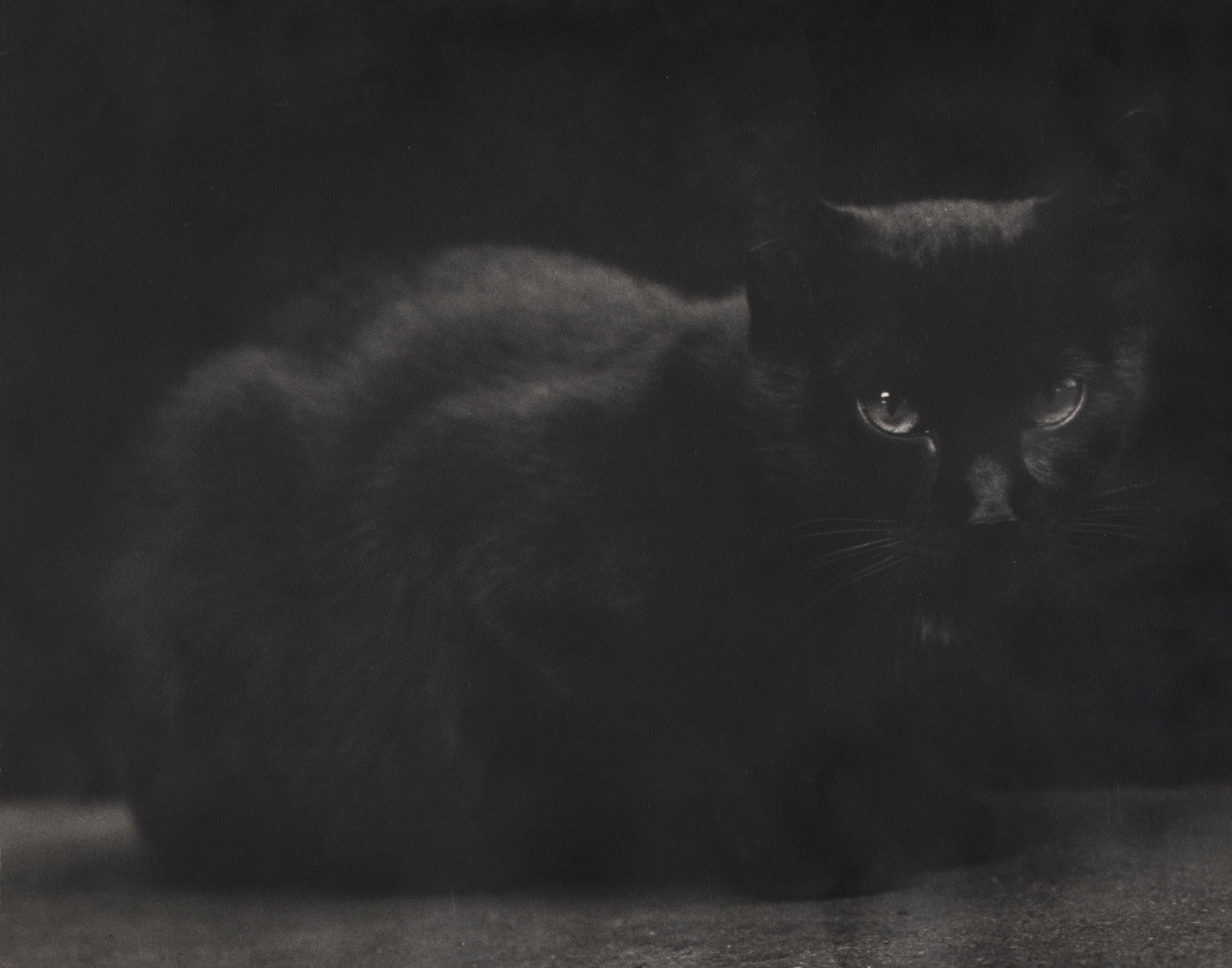 Morris H. Jaffe, Untitled, c. 1955&ndash;1960. Dark image of a black cat in a dark setting. It's eyes are in the center right of the frame.
