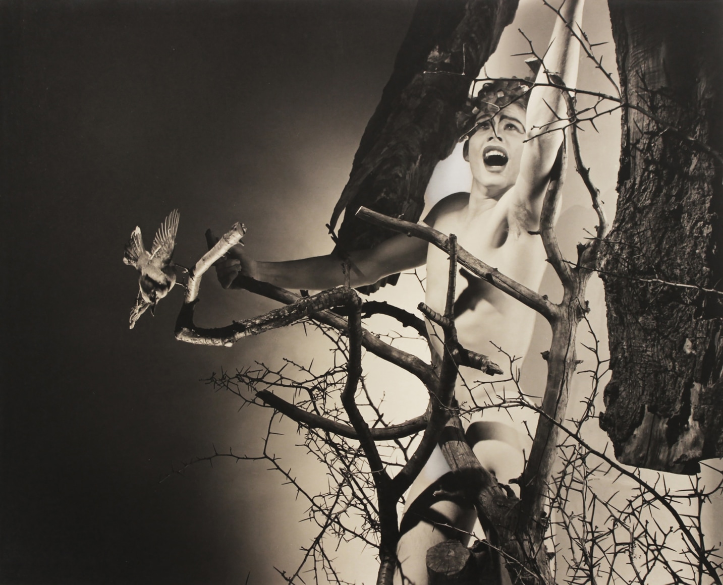 George Platt Lynes, Caenus, ​c. 1937&ndash;1939. Nude male in makeup among tree branches, one arm reaching upward.