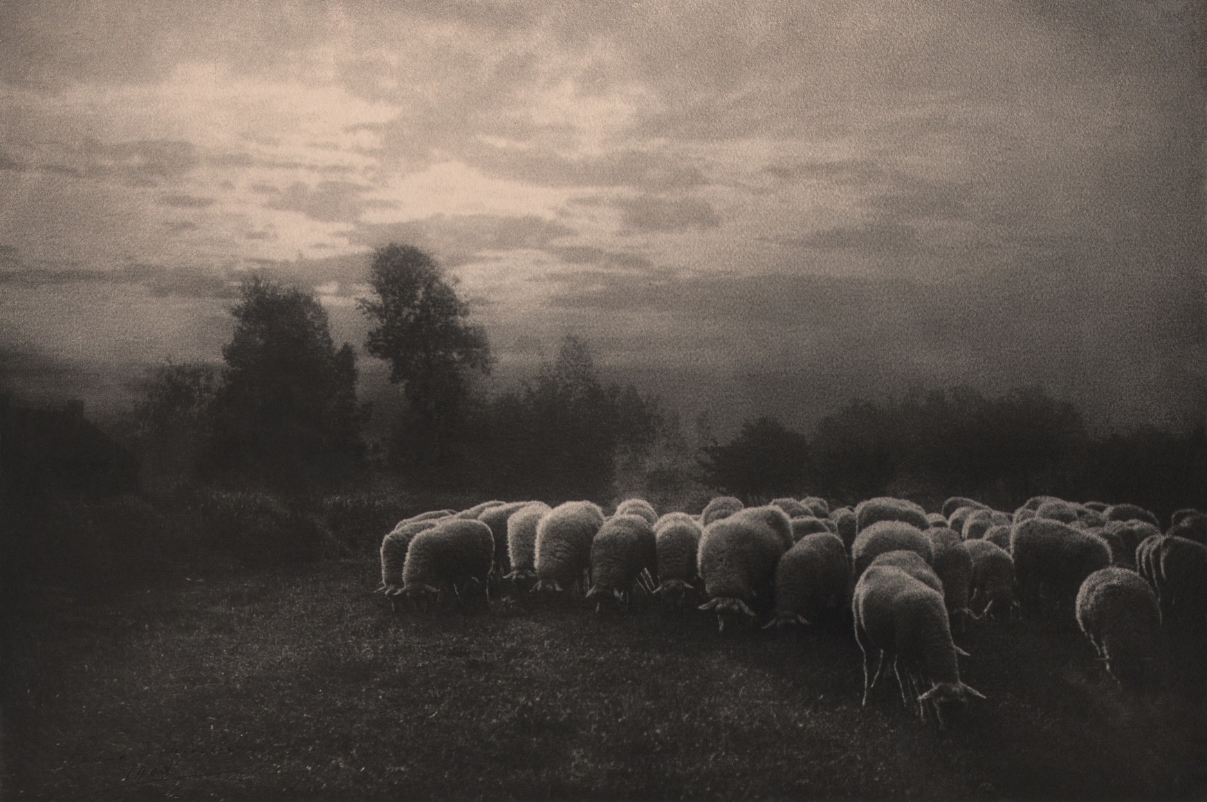 16. L&eacute;onard Misonne, Mouton au cr&egrave;puscule, 1908. Herd of sheep graze in the foreground against a backdrop of low trees and cloudy sky. Sepia-toned print.