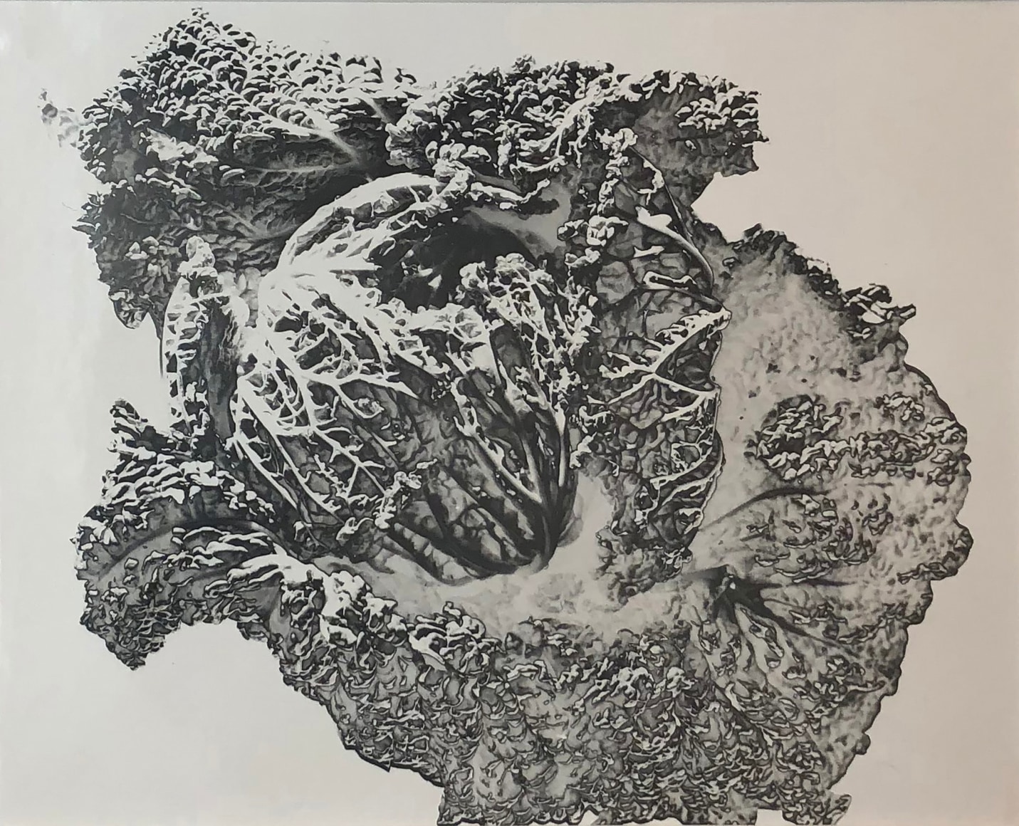 Herbert Matter, Solarized Cabbage, ​1943. Abstract head of cabbage on a white background.