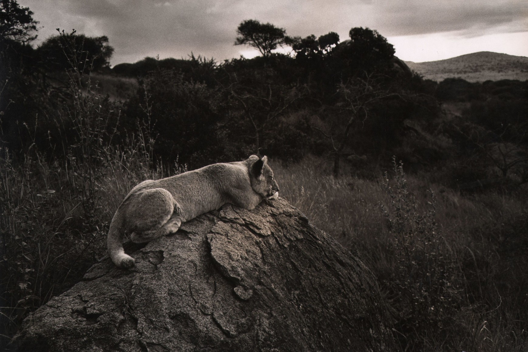 Ken Heyman, Untitled, ​c. 1955&ndash;1960. A lioness rests on a rock, surrounded by grasses, with trees and mountains in the background.