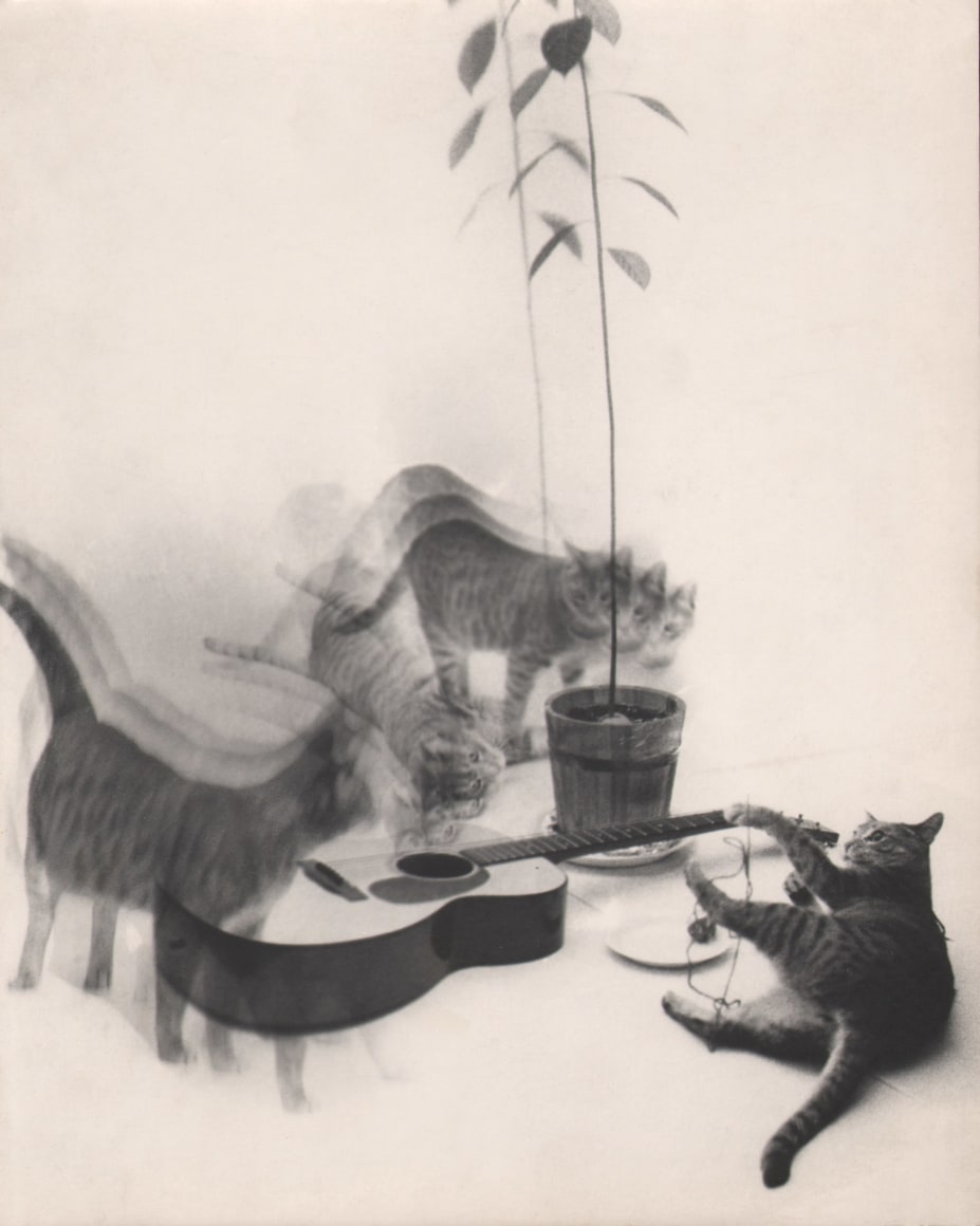 16. David Attie, Breakfast at Tiffany's, ​1958. A group of cats, blurred with motion, against a white background, surround a guitar and a potted plant.