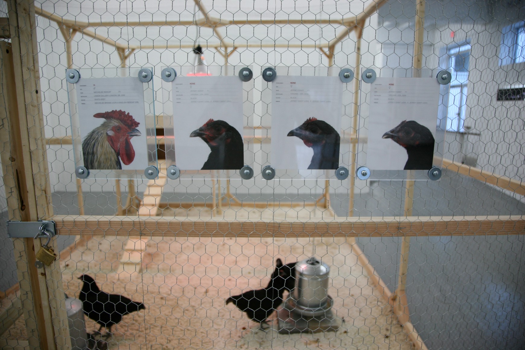 KOEN VANMECHELEN Cosmopolitan Chicken Project (DC) 2009. Installation view: Conner Contemporary Art.