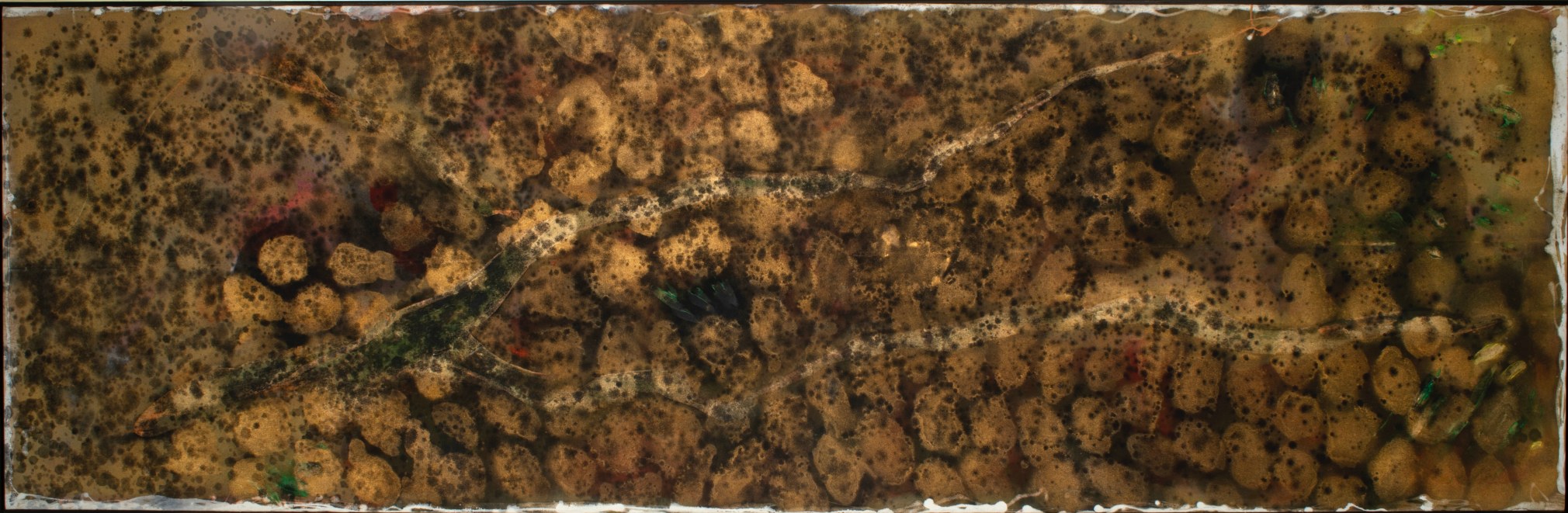 Mixed Dapple with White Edge, 1958