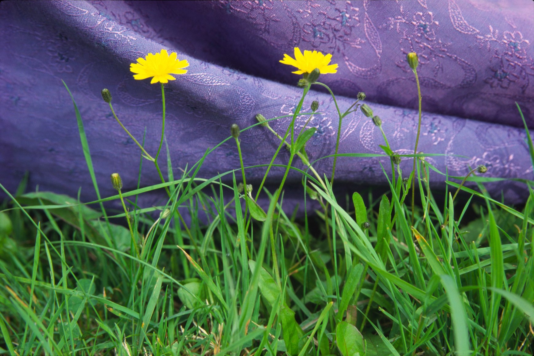 Susan MacWilliam  Garden Series: Dress and Dandelions  2001/2006, digital print, 16 x 24 inches, ed: 5 + 2AP.