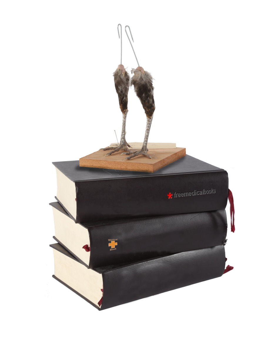 Koen Vanmechelen Natural Knowledge encyclopedia of human rights, chicken feet (Red Jungle Fowl), wood, 19.75 x 12 x 8 inches