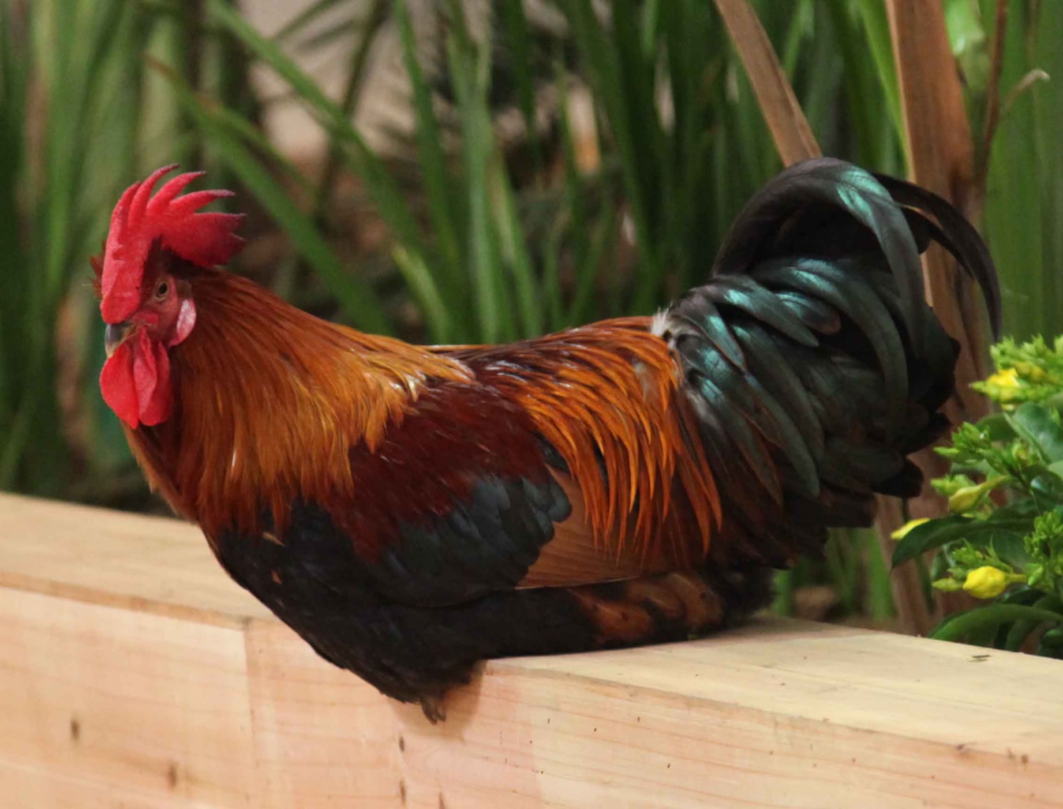 KOEN VANMECHELEN Leaving Paradise 2013, installation (Red Jungle Fowl, plants, wood, wire, wood chips, water, food)