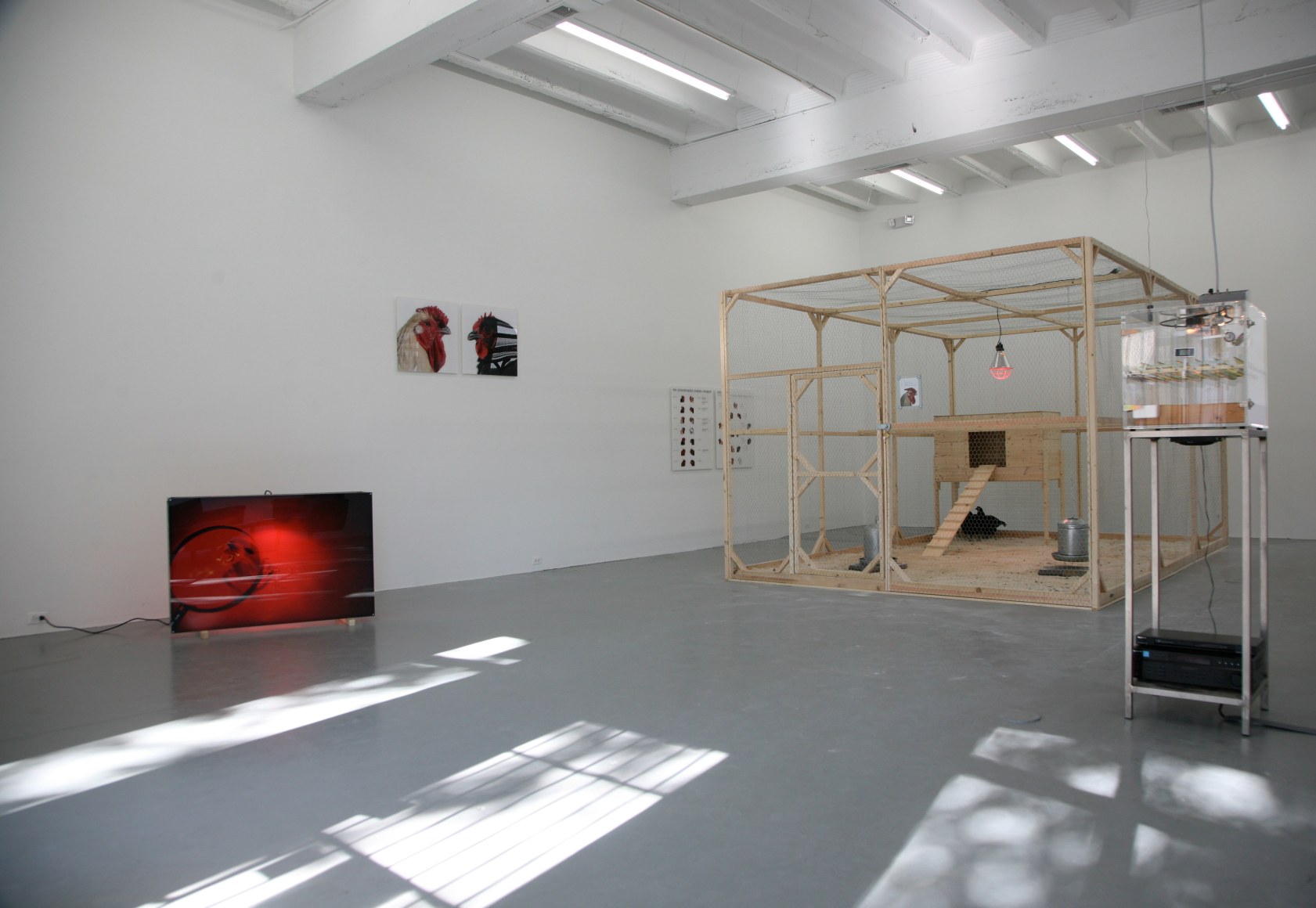 KOEN VANMECHELEN Cosmopolitan Chicken Project (DC) 2009. Installation view: Conner Contemporary Art.